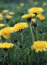 Detox for Health 8be9f863d2b14c11ad71720f39ea1bee Detox for Health
