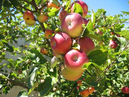 Apple Tree Apple Tree