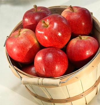 Freshly Picked Apples Freshly Picked Apples
